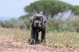 CANE CORSO 316